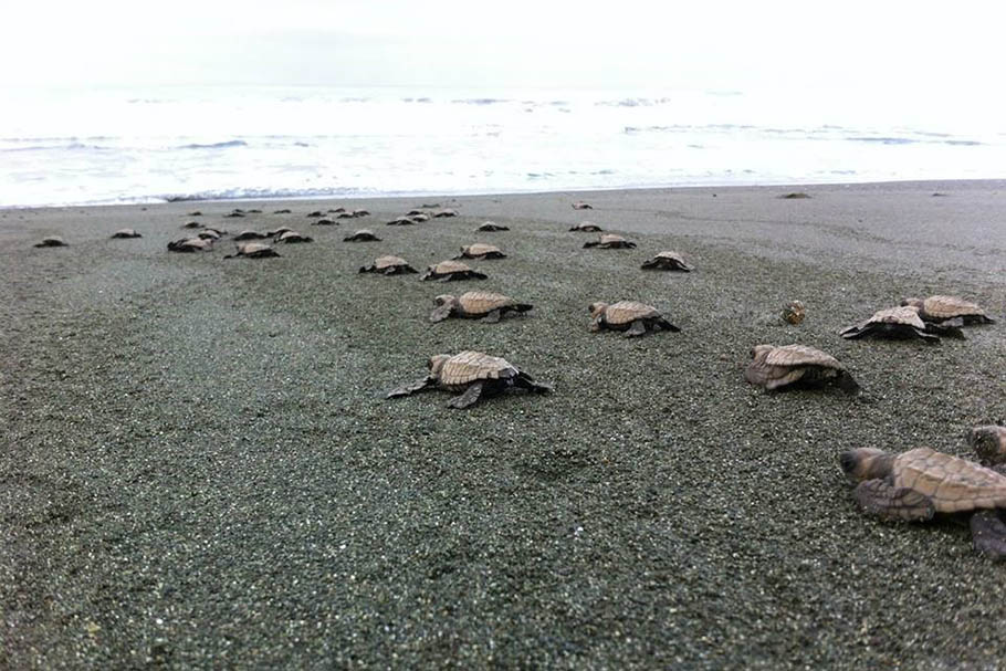 Sea Turtle Conservation Project