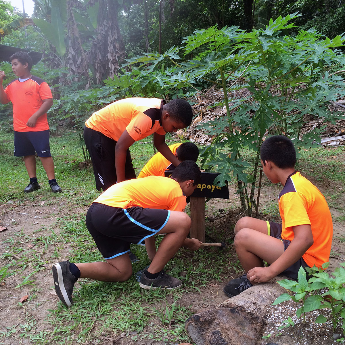 Organic gardens for schools