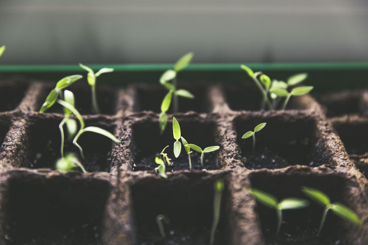 School-Community Garden