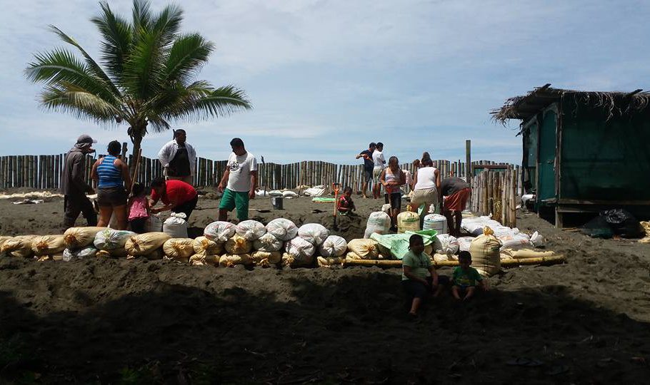 Volunteers working on turtles future nests