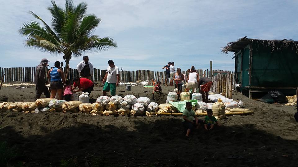 Volunteers working on turtles future nests
