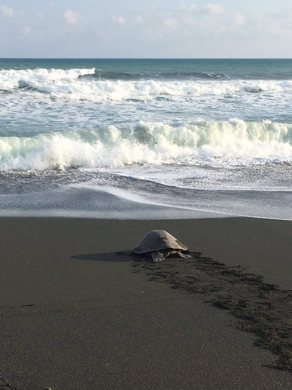 Turtle walking to the sea